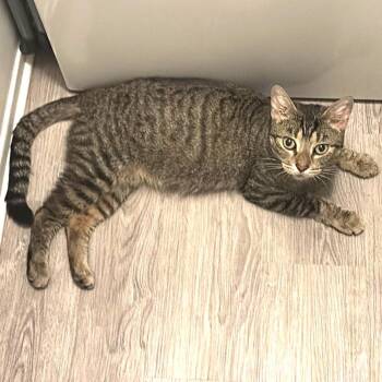 Domestic Short Hair Cats Available for Adoption in Monroe, Michigan - Peep | PetCurious