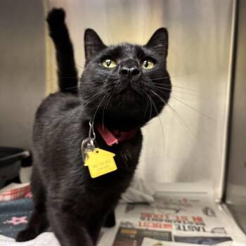 MARINA -  Domestic Short Hair Cat for Adoption in St. Louis, Missouri - MARINA | PetCurious