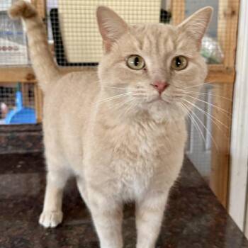 Mika -  Domestic Short Hair Cat for Adoption - Mika | PetCurious