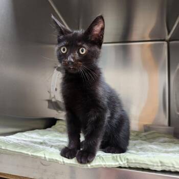 Demalta -  Domestic Short Hair Cat for Adoption in Milton, Florida - Demalta | PetCurious