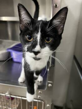 Rescue Domestic Short Hair Cats for Adoption in Oakdale, California - Bonbon | PetCurious