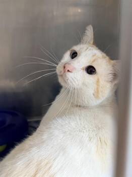 RON THE BARN CAT* -  Domestic Short Hair Cat for Adoption in Santa Cruz, California - RON THE BARN CAT* | PetCurious