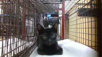 SAM -  Domestic Short Hair Cat for Adoption in Doral, Florida - SAM | PetCurious