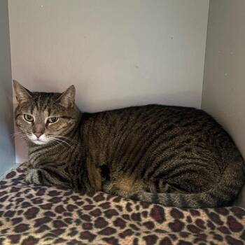 Domestic Short Hair Cats Available for Adoption - Blueberry | PetCurious