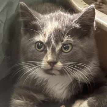 26-247 Porsche -  Domestic Short Hair Cat for Adoption in North Branford, Connecticut - 26-247 Porsche | PetCurious