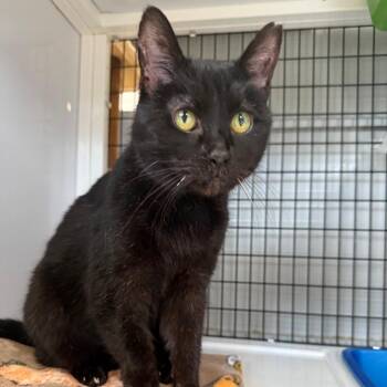 Domestic Short Hair Cats Available for Adoption in New York, New York - Gramps | PetCurious