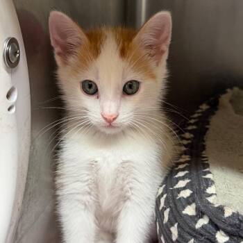 Brick -  Domestic Short Hair Cat for Adoption in Starkville, Mississippi - Brick | PetCurious