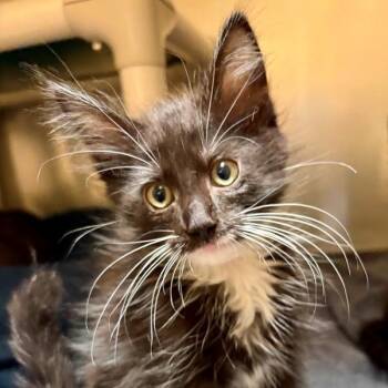 Moana -  Domestic Medium Hair Cat for Adoption in Walnut Creek, California - Moana | PetCurious