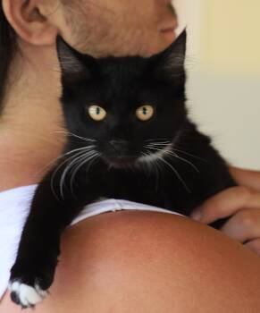 Flint -  Domestic Medium Hair Cat for Adoption in North Fort Myers, Florida - Flint | PetCurious