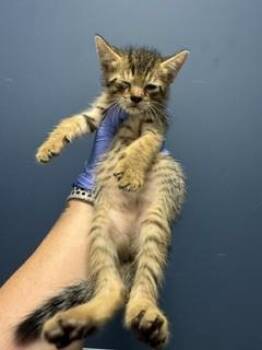 BUTTONS -  Domestic Short Hair Cat for Adoption in Doral, Florida - BUTTONS | PetCurious