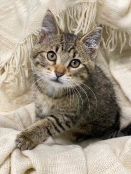 Beatrice -  Domestic Short Hair Cat for Adoption in Decorah, Iowa - Beatrice | PetCurious