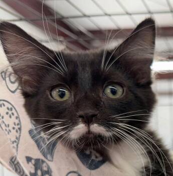Cookie -  Tuxedo Cat for Adoption in Horseshoe Bend, Arkansas - Cookie | PetCurious