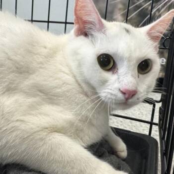 Whippersnapper -- Bonded Buddy With Charlie -  Domestic Short Hair Cat for Adoption in Des Moines, Iowa - Whippersnapper -- Bonded Buddy With Charlie | PetCurious