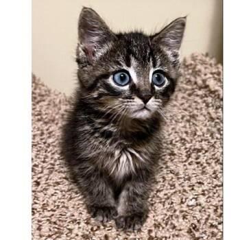 Rescue Tabby Cats for Adoption in Millcreek, Utah - Squash And Squish | PetCurious