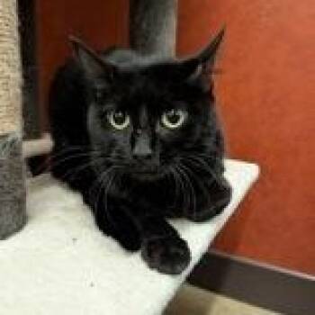 Binx -  Domestic Short Hair Cat for Adoption in Rochester, Minnesota - Binx | PetCurious