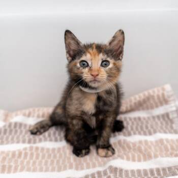 Laptop -  Domestic Short Hair Cat for Adoption in New York, New York - Laptop | PetCurious