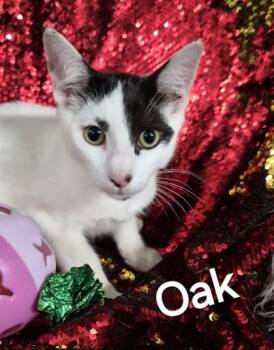 Oak -  Domestic Short Hair Cat for Adoption in Conway, South Carolina - Oak | PetCurious