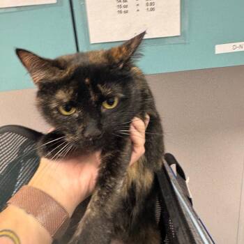 Fudge -  Domestic Short Hair Cat for Adoption in Tampa, Florida - Fudge | PetCurious