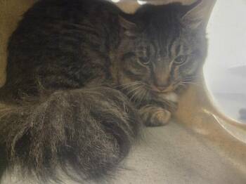 MARSIK -  Domestic Long Hair Cat for Adoption in Kent, Washington - MARSIK | PetCurious