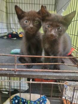 Rescue American Shorthair Cats for Adoption in Tunica, Mississippi - Casper & Wendell | PetCurious