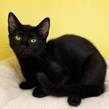 Bam -  Domestic Short Hair Cat for Adoption in Pontiac, Michigan - Bam | PetCurious