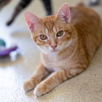 Rescue Domestic Short Hair Cats for Adoption in Honolulu, Hawaii - Whisper | PetCurious