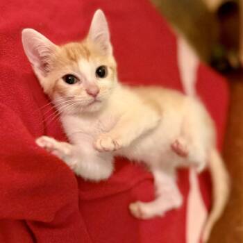 Dash -  Domestic Short Hair Cat for Adoption in Saint Joseph, Missouri - Dash | PetCurious