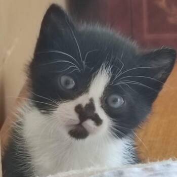 Loka -  Tuxedo Cat for Adoption in Brampton, Ontario - Loka | PetCurious