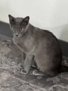 Rescue Domestic Short Hair Cats for Adoption in Houston, Texas - Iggy | PetCurious
