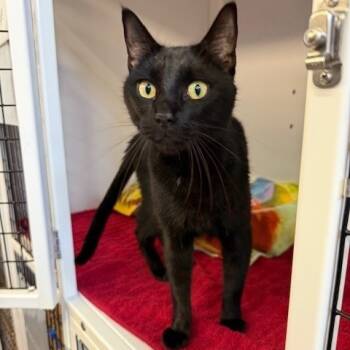 Rescue Domestic Short Hair Cats for Adoption in Sarasota, Florida - Binx | PetCurious