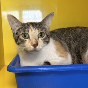 McQueen -  Domestic Short Hair Cat for Adoption in Abilene, Texas - McQueen | PetCurious