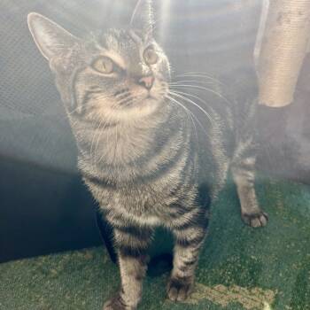 Rescue Domestic Short Hair Cats for Adoption in Gibsonia, Pennsylvania - Anise | PetCurious