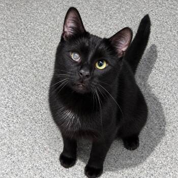 Georgie -  Domestic Short Hair Cat for Adoption - Georgie | PetCurious
