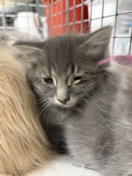 Rescue Domestic Long Hair Cats for Adoption in Las Vegas, Nevada - DUSTIN | PetCurious