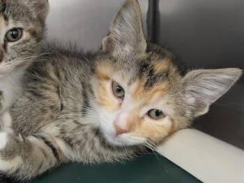 MANGO -  Domestic Short Hair Cat for Adoption in Kent, Washington - MANGO | PetCurious