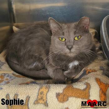 Sophie -  Domestic Medium Hair Cat for Adoption in Maryville, Tennessee - Sophie | PetCurious