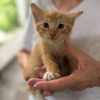Arthur Airy -  Domestic Short Hair Cat for Adoption in Sequatchie, Tennessee - Arthur Airy | PetCurious
