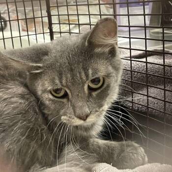 Gala -  Domestic Short Hair Cat for Adoption in Chicago, Illinois - Gala | PetCurious