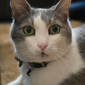 Watson -  Domestic Medium Hair Cat for Adoption in Buffalo, New York - Watson | PetCurious