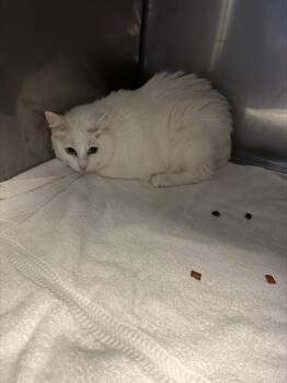WILLOW -  Domestic Short Hair Cat for Adoption in Santa Cruz, California - WILLOW | PetCurious