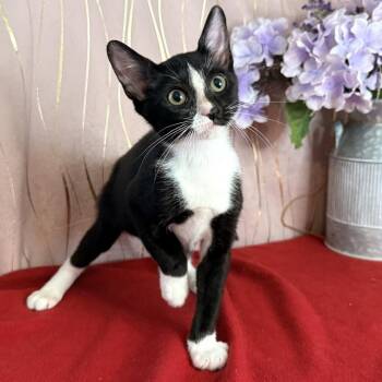 Buster -  Domestic Short Hair Cat for Adoption in Long Beach, Mississippi - Buster | PetCurious