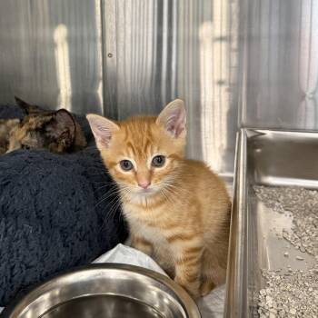 Hashbrown -  Domestic Short Hair Cat for Adoption in Winston-salem, North Carolina - Hashbrown | PetCurious