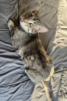 Tabby and Domestic Short Hair Cats Available for Adoption - Willow | PetCurious