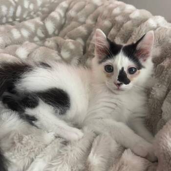 Sweet Pea -  Domestic Short Hair Cat for Adoption in Long Beach, California - Sweet Pea | PetCurious
