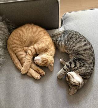 Wyatt -  Domestic Short Hair Cat for Adoption in Healdsburg, California - Wyatt | PetCurious