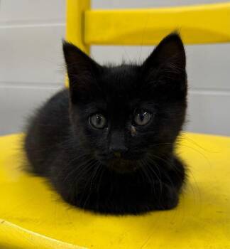 Texas -  Domestic Short Hair Cat for Adoption in Yankton, South Dakota - Texas | PetCurious