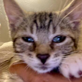 Robin -  Domestic Short Hair Cat for Adoption in Bel Air, Maryland - Robin | PetCurious