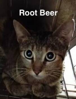 Rescue Tabby Cats for Adoption in Enchanted Oaks, Texas - Ms. Root Beer | PetCurious