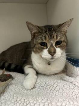 Domestic Short Hair Cats Available for Adoption - Kai | PetCurious