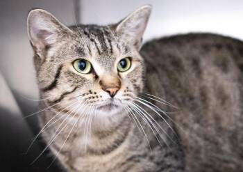 Rescue Domestic Short Hair Cats for Adoption in Monroe, Georgia - Evander #21246 | PetCurious